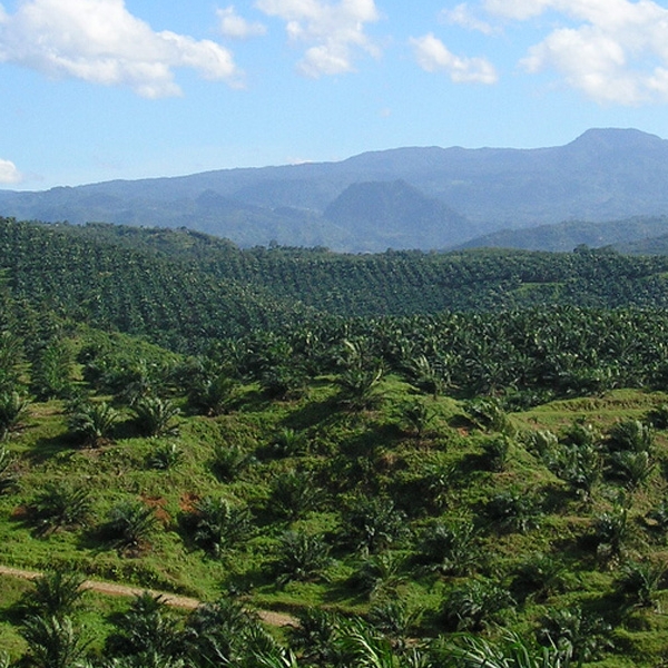 Bio Diversity of Oil Palm Plantation