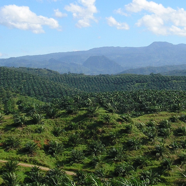 Malaysian Palm Oil Benefits – Great Service To The Nation And The World