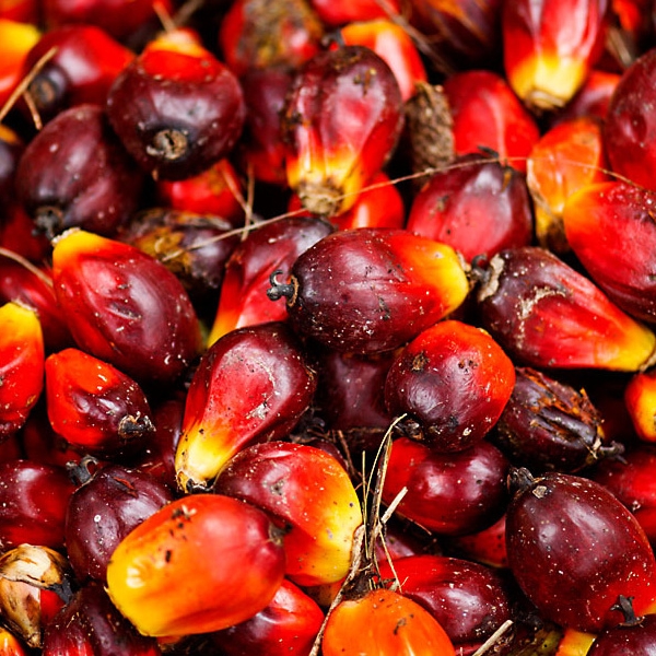 Malaysian Palm Oil Health – Fulfilling Dietary Needs