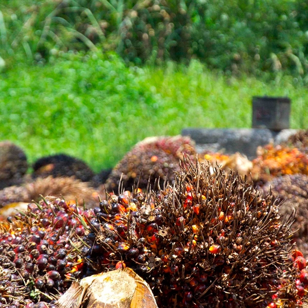 Malaysian Palm Oil Overview – The Facts That The World Needs To Know