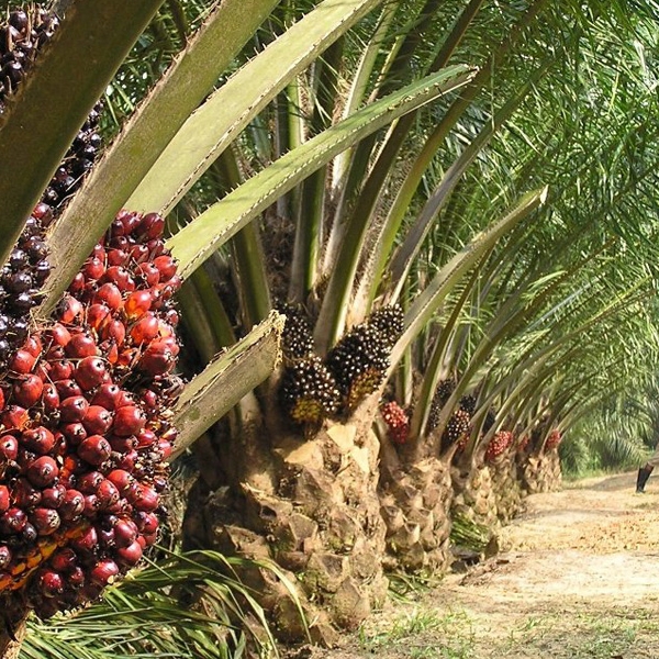 Oil Palm Sustainable Crops