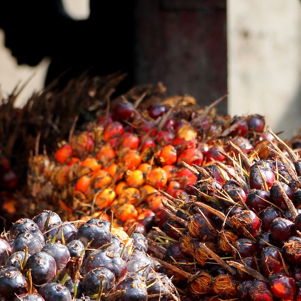 Palm Oil A Potential Savior