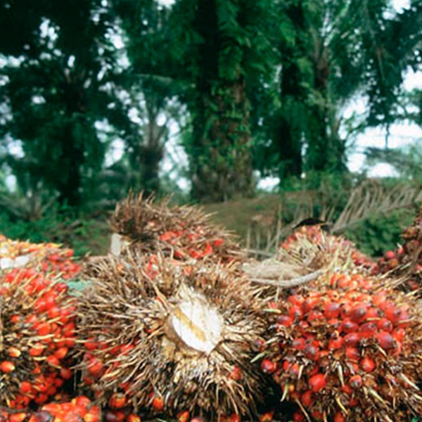 Palm Oil In The Dwindling World